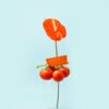 Tomato funk - Image 3
